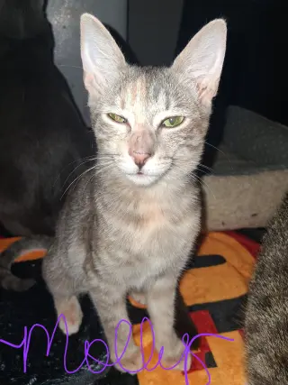 Molly