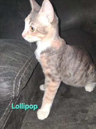 Lollipop