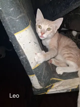 Leo