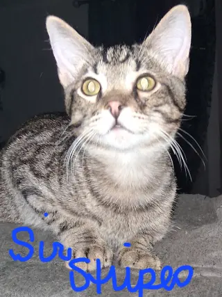 Sir Stripes