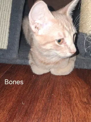 Bones
