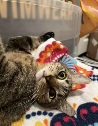 Maple