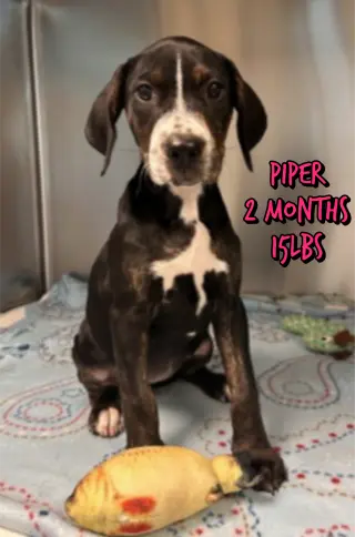 PIPER