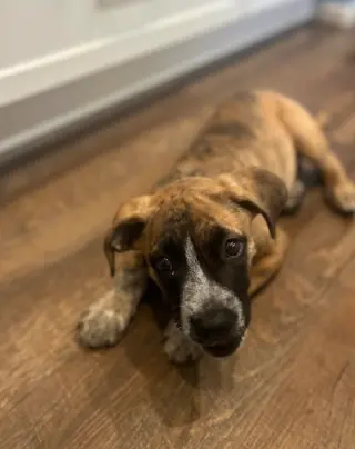 Maverick