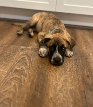 Maverick