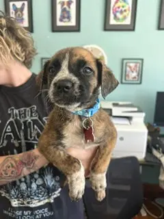 Maverick