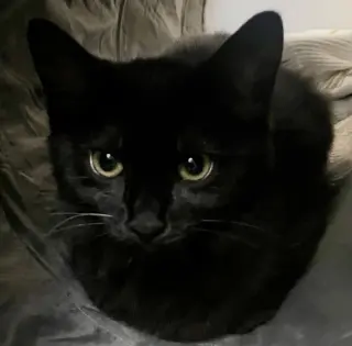 Nori
