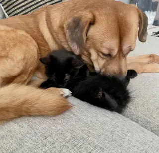 Nori