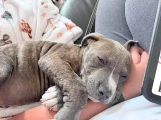 Benny Baby