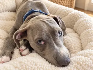 Benny Baby
