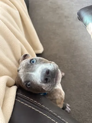 Benny Baby