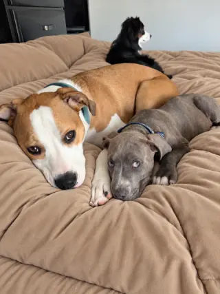 Benny Baby