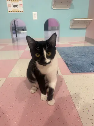 Dickens (bonded to George) - KBC