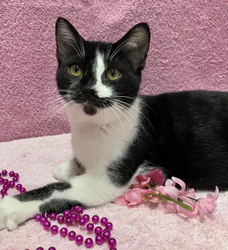 Dickens (bonded to George) - KBC