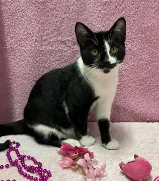 Dickens (bonded to George) - KBC