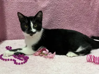 Dickens (bonded to George) - KBC