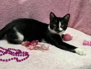 Dickens (bonded to George) - KBC