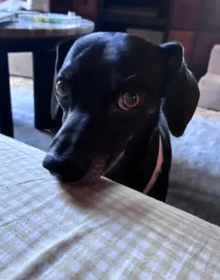 PeeWee