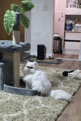 Kiki Diva
