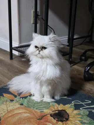 Kiki Diva
