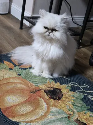 Kiki Diva