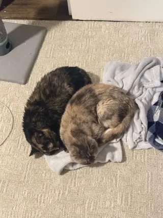 Rhea (bonded to Gaia)