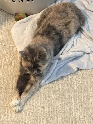 Rhea (bonded to Gaia)