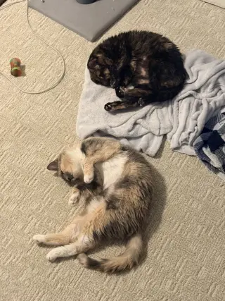 Gaia (bonded to Rhea)
