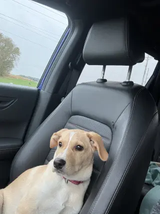 Reuben*