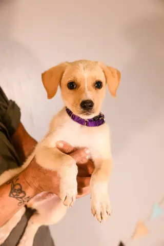 Reuben*