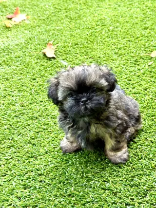 Itsy