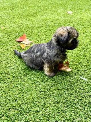 Itsy