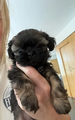 Itsy