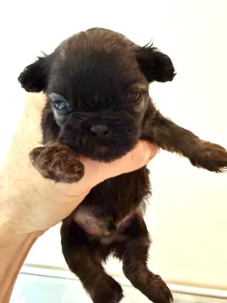 Itsy