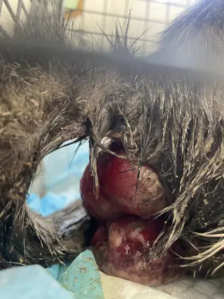 Rectus Maximus