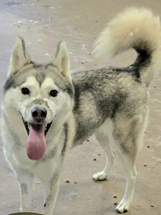 Juno