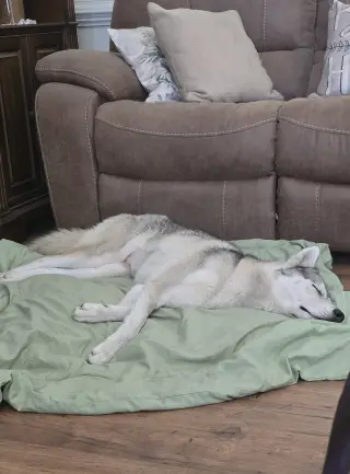 Juno