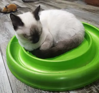 Benny