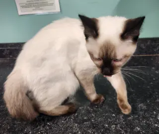 Benny