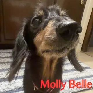 Molly Belle
