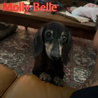Molly Belle