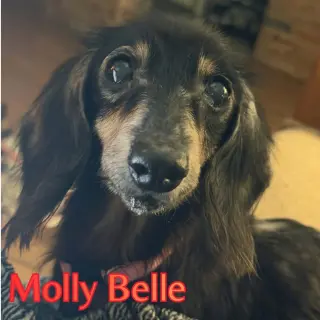 Molly Belle