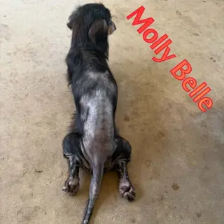 Molly Belle