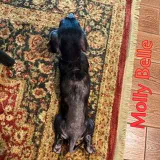 Molly Belle
