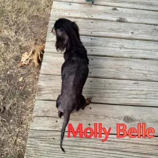 Molly Belle