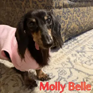 Molly Belle