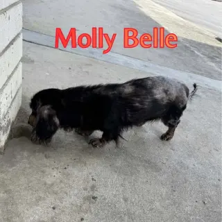 Molly Belle