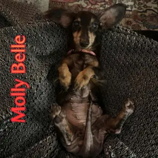 Molly Belle