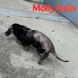 Molly Belle