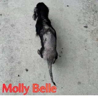 Molly Belle